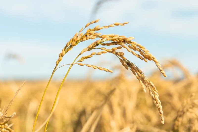 202209291124040252150090140401FD.jpg?nettype=in&needfile=1&hash=md5:1D:F7:E3:83:C2:B8:8C:36:3F:EB:E4:A1:B4:CC:DA:DD&size=66913&origurl=http%3A%2F%2F10.41.141.70%3A9080%2Fs%2F202209291124040252150090140401FD.jpg 640.jpg