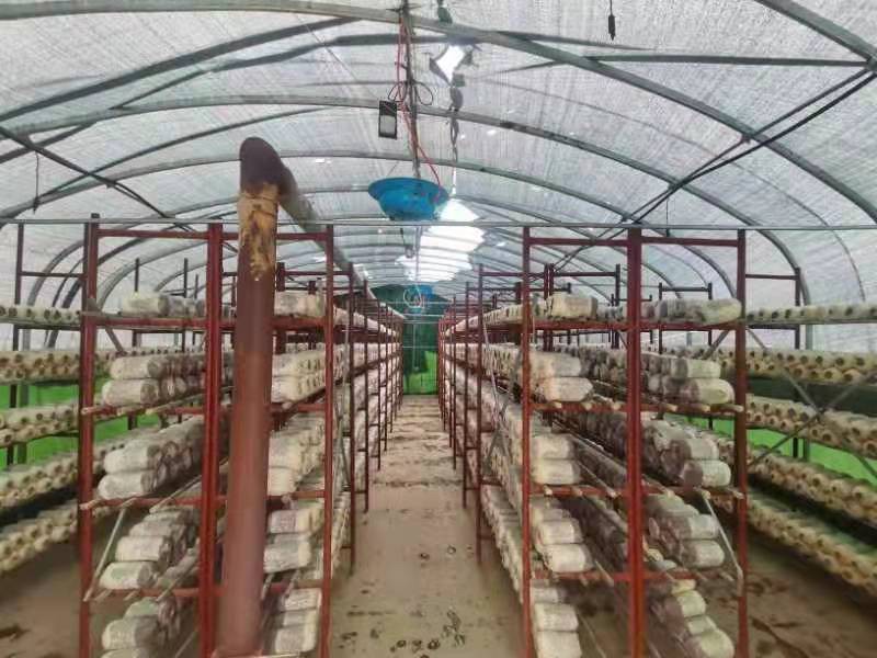 202301101533300252170260184949FD.jpg?nettype=in&needfile=1&hash=md5:E1:80:59:3E:92:B6:ED:E7:4A:66:12:32:1D:DE:89:6E&size=96931&origurl=http%3A%2F%2F10.54.21.89%3A9080%2Fs%2F202301101533300252170260184949FD.jpg 新疆蘑菇小院.jpg